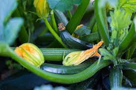 Squash Internodes: Economic Importance, Uses, and By-Products Squash Internodes