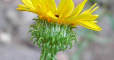 7 Medicinal Health Benefits of Grindelia squarrosa (Curlycup Gumweed)