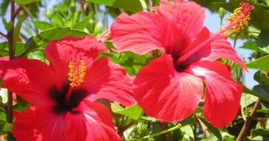 19 Medicinal Health Benefits Of Hibiscus (Hibiscus rosa-sinensis)