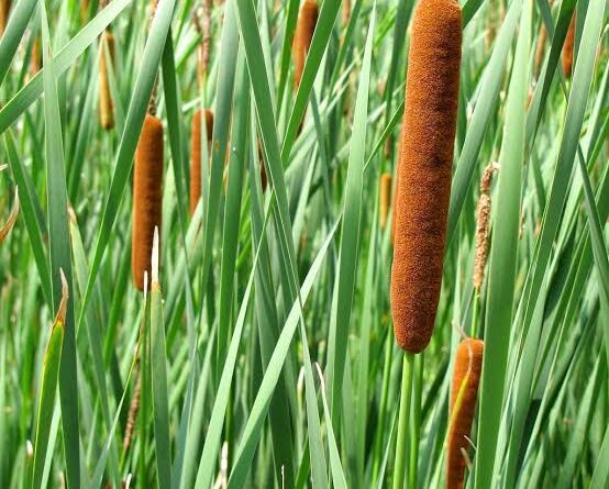 6 Medicinal Health Benefits Of Typha latifolia (Bulrush) - Agric4Profits