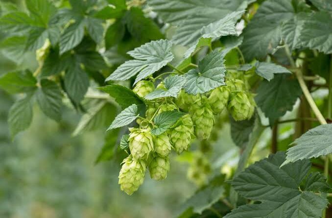 25 Medicinal Health Benefits Of Humulus (Hops)