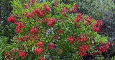 20 Medicinal Health Benefits Of Heteromeles arbutifolia (Toyon)