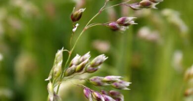 22 Medicinal Health Benefits Of Hierochloe odorata (Sweetgrass)