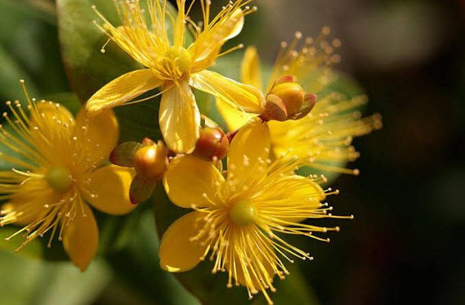 23 Medicinal Health Benefits Of Hypericum perforatum (St. John's Wort)