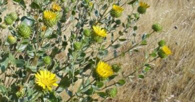 21 Medicinal Health Benefits Of Grindelia camporum (Great Valley Gumweed)