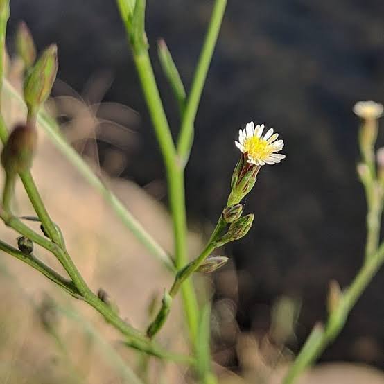 5 Medicinal Health Benefits Of Symphyotrichum subulatum (Eastern Silvery Aster)