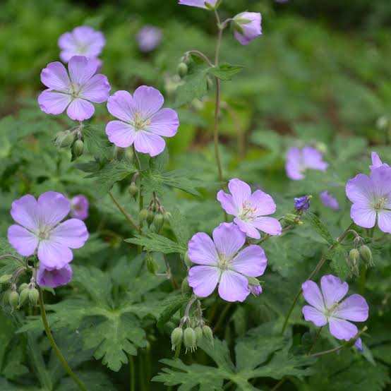 14 Medicinal Health Benefits Of Geranium maculatum (Wild Geranium)