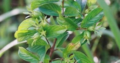 23 Medicinal Health Benefits Of Heinsia crinita (Bush apple)