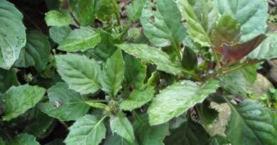 20 Medicinal Health Benefits Of Gynura bicolor (Okinawan Spinach)