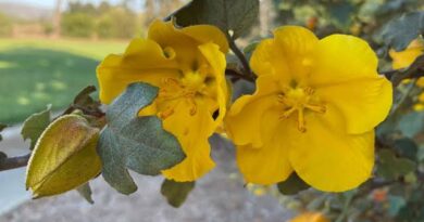 23 Medicinal Health Benefits Of Fremontodendron californicum (California flannelbush)