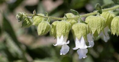 7 Medicinal Health Benefits Of Lepechinia calycina (Commonly Known as Pitcher Sage)