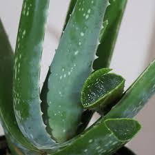 Aloe Vera Spines