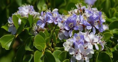 22 Medicinal Health Benefits Of Guaiacum (Lignum vitae)