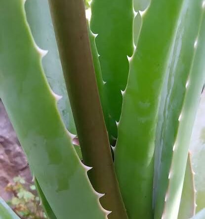 Aloe Vera Spines: Economic Importance, Uses, and by-Products