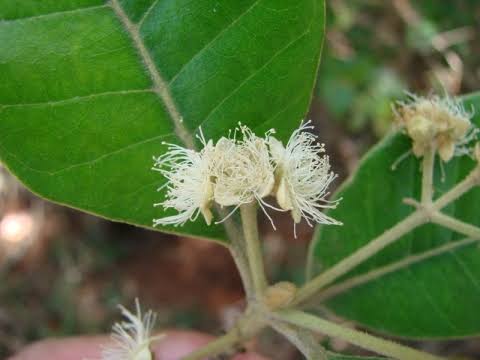 15 Medicinal Health Benefits Of Pimenta pseudocaryophyllus (Brazilian Clove)
