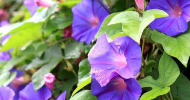 10 Medicinal Health Benefits Of Ipomoea purpurea (Purple Morning Glory)