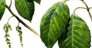 25 Medicinal Health Benefits Of Alchornea castaneifolia (Chocolate Soldier Bush)