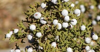 18 Medicinal Health Benefits Of Juniperus Californica (California Juniper)