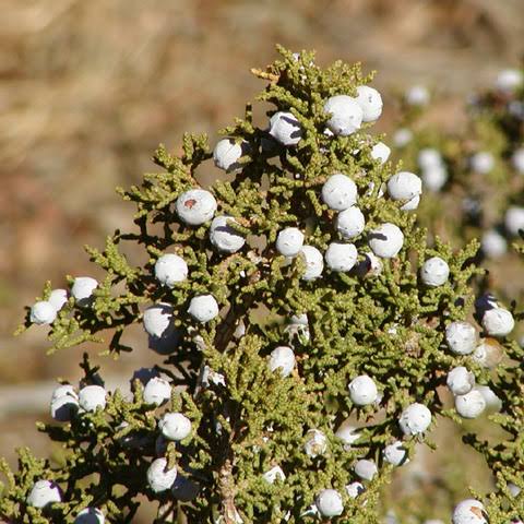 18 Medicinal Health Benefits Of Juniperus Californica (California Juniper)