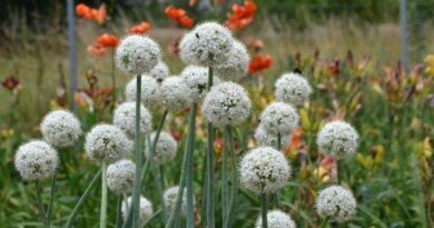 26 Medicinal Health Benefits of Allium galanthum (Snowdrop Garlic)