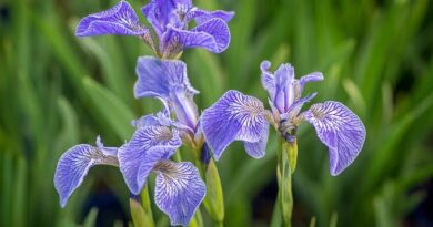 23 Medicinal Health Benefits Of Iris setosa (Setosa Iris)