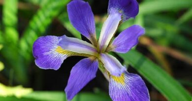 18 Medicinal Health Benefits of Iris virginica (Southern Blue Flag)