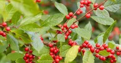 15 Medicinal Health Benefits Of Ilex verticillata (Winterberry)
