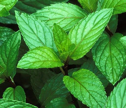 17 Medicinal Health Benefits Of Peppermint (Mentha × piperita ...