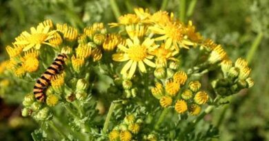 22 Medicinal Health Benefits Of Jacobaea vulgaris (Ragwort)