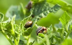 Pest and Management Methods in Organic Crop Production