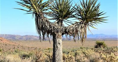 10 Medicinal Health Benefits of Yucca schidigera (Mojave Yucca)