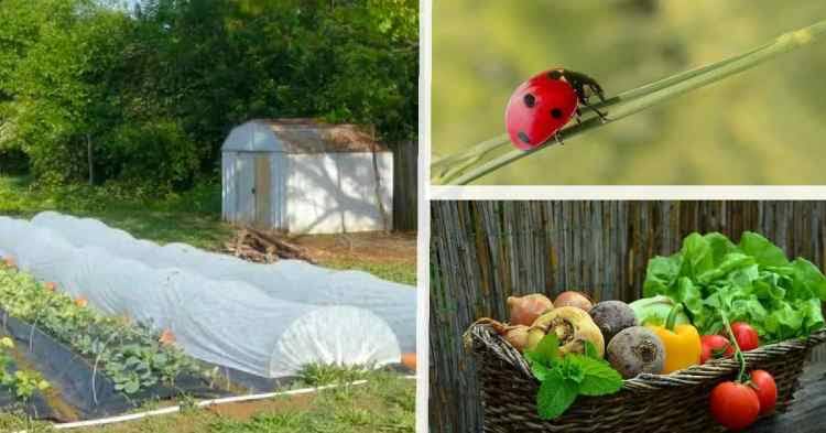 Pest and Management Methods in Organic Crop Production