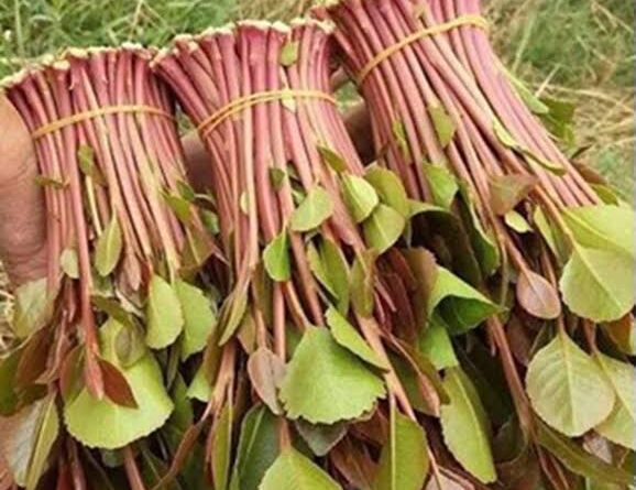 6 Medicinal Health Benefits Of Khat (Catha edulis)