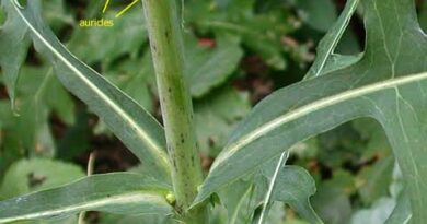 21 Medicinal Health Benefits Of Lactuca canadensis (Wild Lettuce)