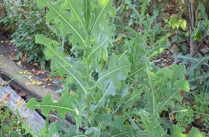 21 Medicinal Health Benefits Of Lactuca serriola (Prickly Lettuce)