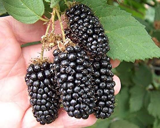 25 Medicinal Health Benefits Of Blackberry (Rubus fruticosus)