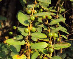 25 Medicinal Health Benefits Of Bridelia stipularis (Knobby Fig)