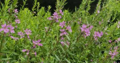 7 Medicinal Health Benefits Of Lythrum alatum (Common Name)