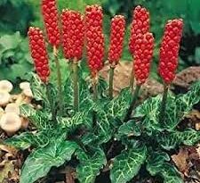 25 Medicinal Health Benefits Of Arum italicum (Italian Arum)