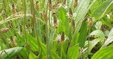 16 Medicinal Health Benefits Of Plantago lanceolata (Ribwort Plantain)