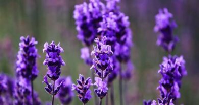 17 Medicinal Health Benefits Of Lavandula Latifolia (Spike Lavender)