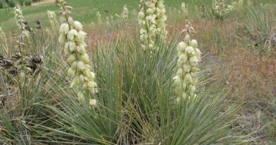 5 Medicinal Health Benefits Of Yucca glauca (Soapweed Yucca)