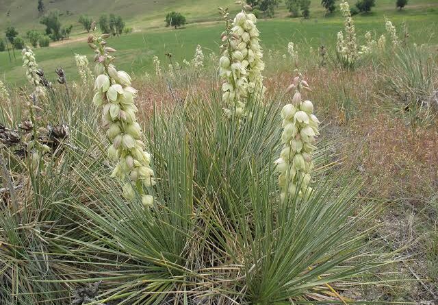 5 Medicinal Health Benefits Of Yucca glauca (Soapweed Yucca)