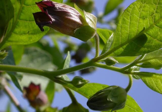 9 Medicinal Health Benefits Of Atropa pallidiflora (Pale-flowered Belladonna)
