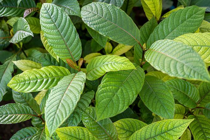 7 Medicinal Health Benefits Of Kratom (Mitragyna speciosa)