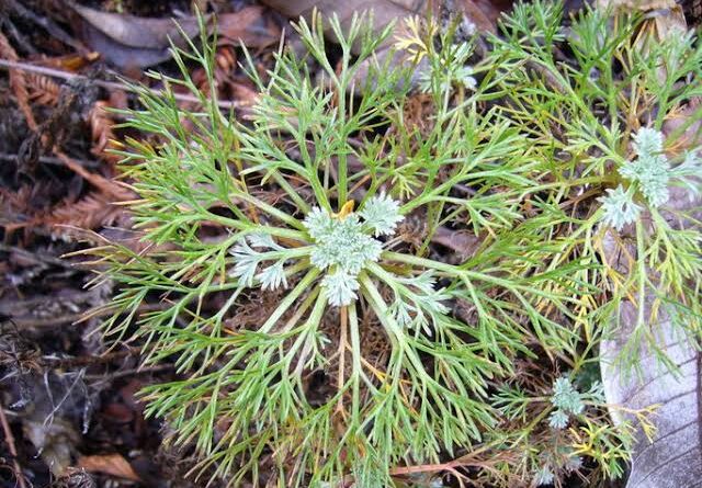 7 Medicinal Health Benefits Of Artemisia kawakamii (Kawakami Wormwood)