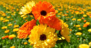 5 Medicinal Health Benefits Of Calendula (Marigold)
