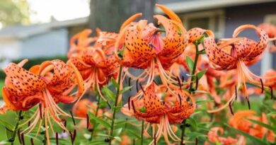 22 Medicinal Health Benefits Of Lilium lancifolium (Tiger Lily)