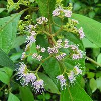 23 Medicinal Health Benefits Of Callicarpa longifolia (Himalayan Beautyberry)