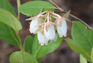 16 Medicinal Health Benefits of Lyonia mariana (Staggerbush)